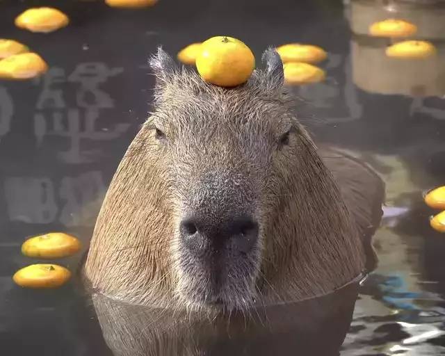 hình nền điện thoại Capybara cá tính.