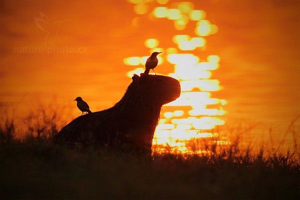 hình nền điện thoại Capybara đẹp