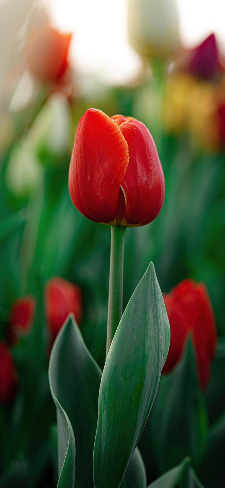 hình nền điện thoại đẹp hoa tulip