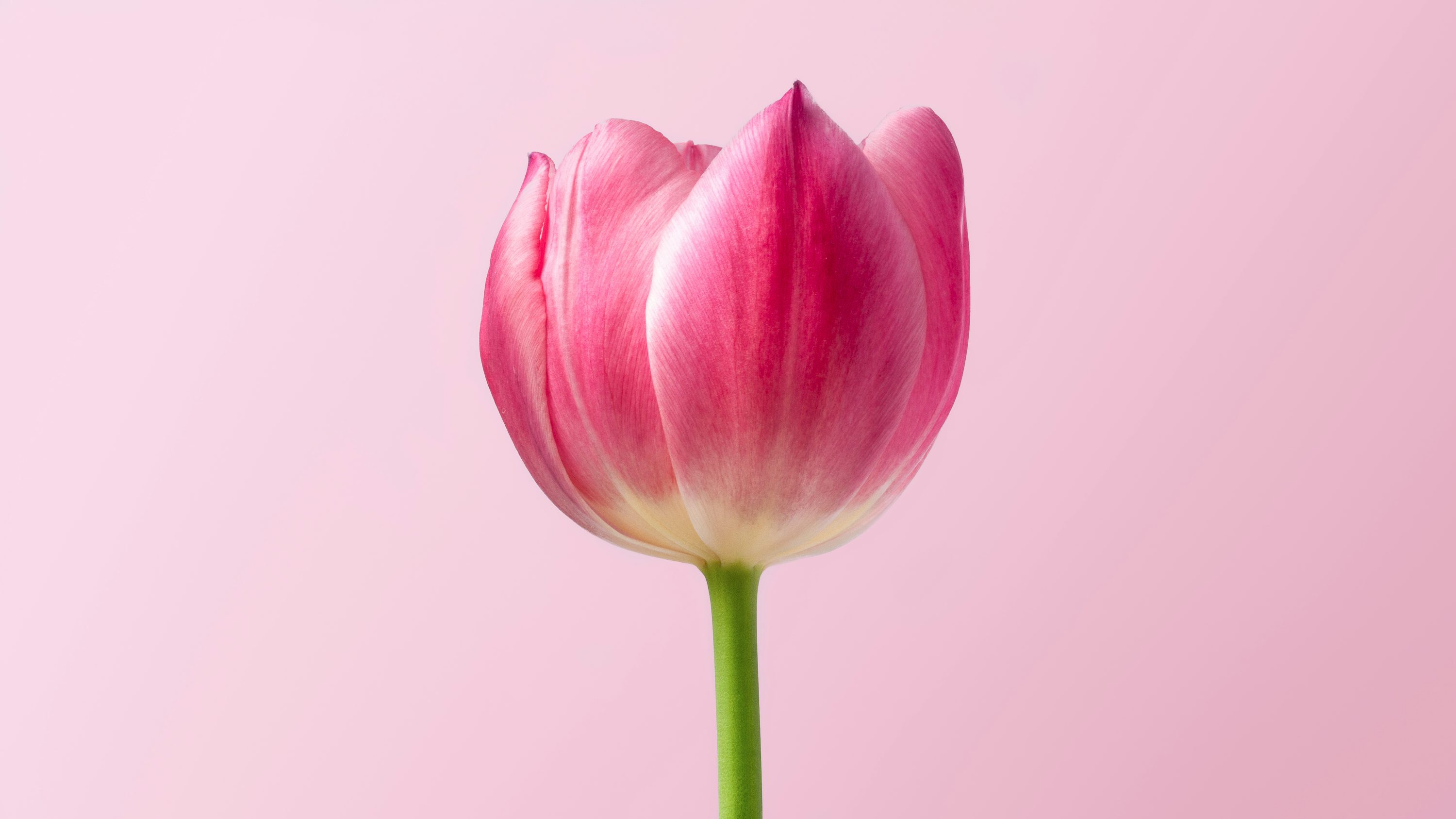 hình nền điện thoại tulip 0021