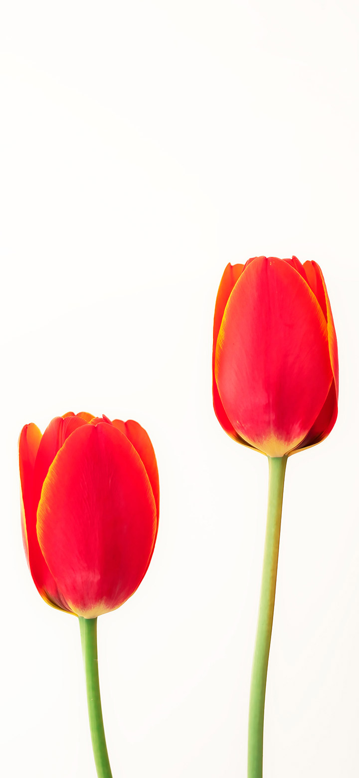 hình nền điện thoại tulip 0047