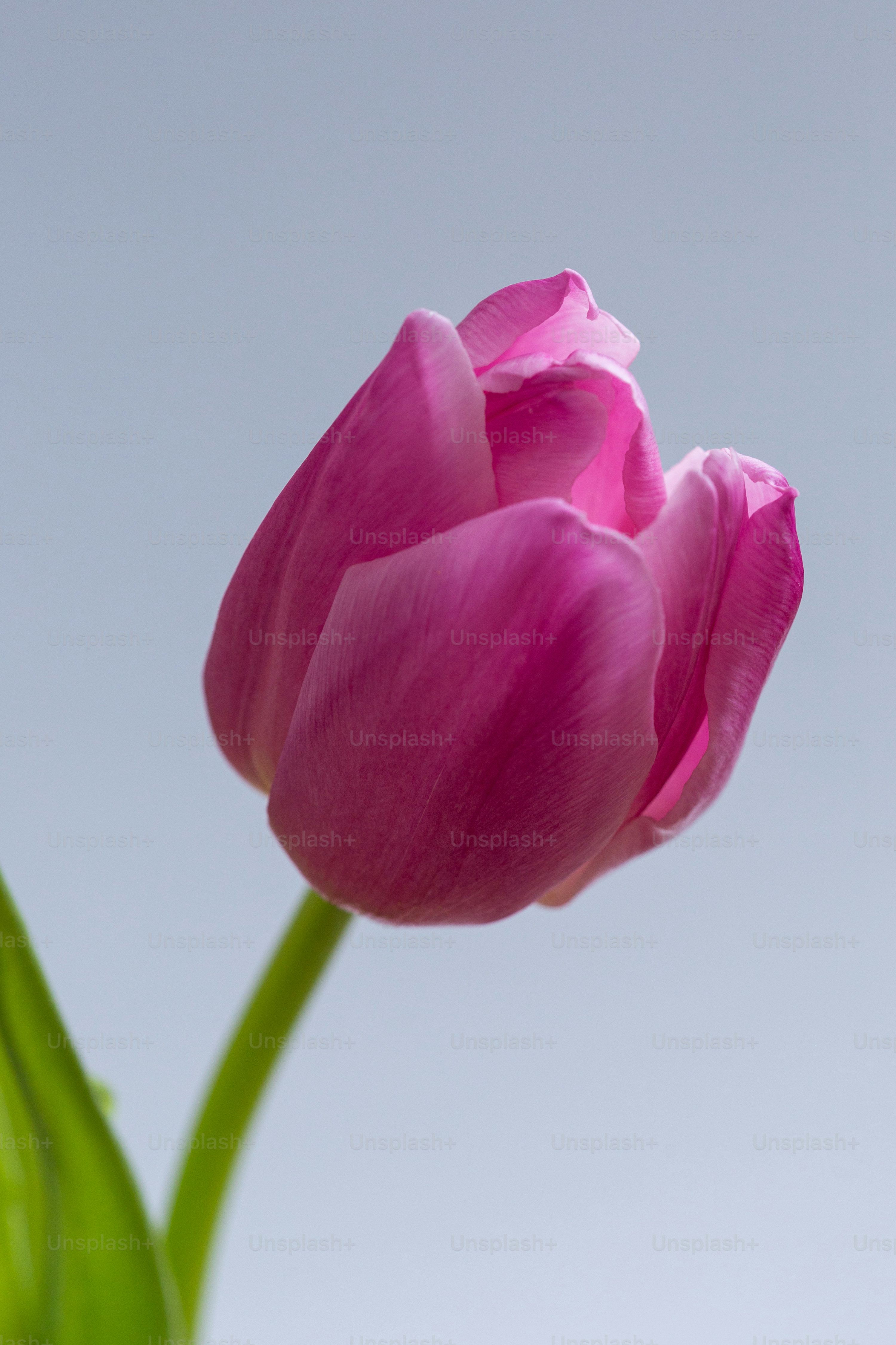 hình nền điện thoại tulip 0092