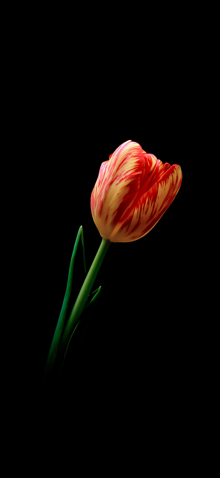 hình nền hoa tulip 4k sống động