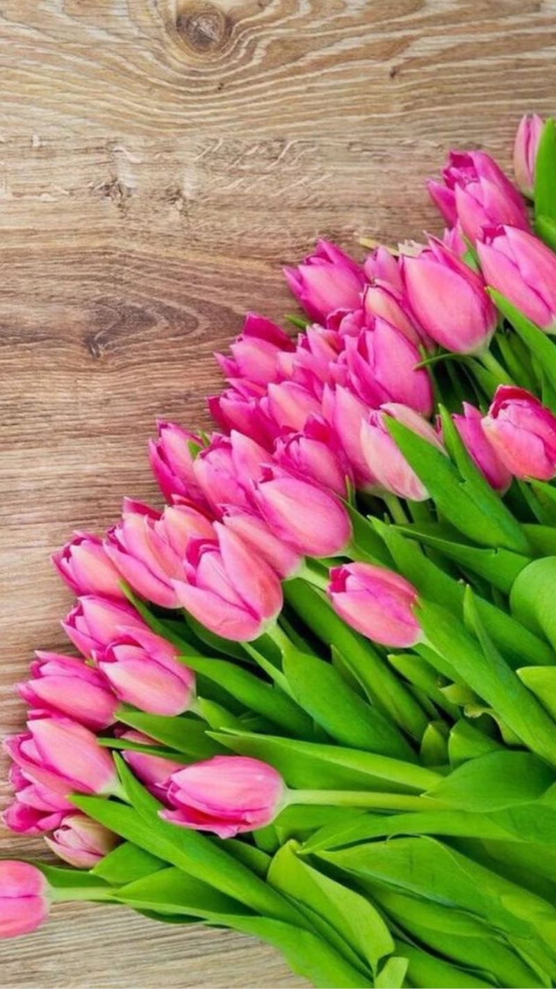 hình nền tulip điện thoại chất lượng cao